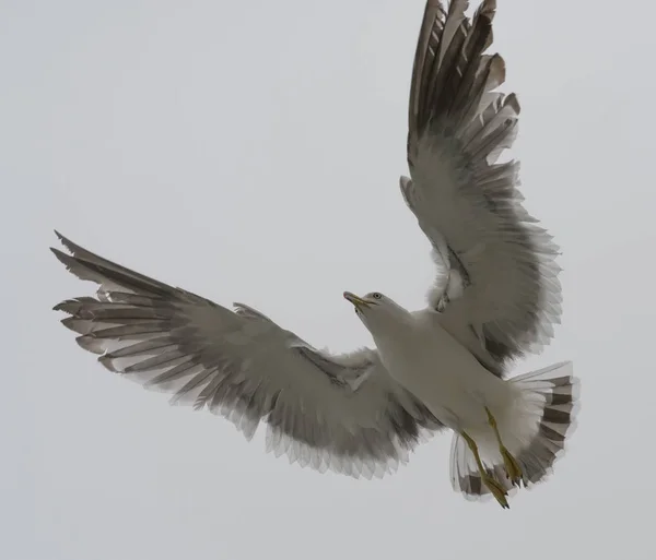 Flying Seagull Overcast Sky — Stock Photo, Image