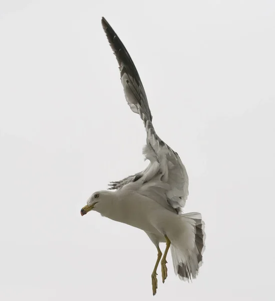 Flying Seagull Overcast Sky — Stock Photo, Image