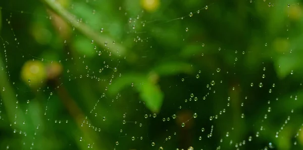 Павутинна Мережа Краплями Води Вибірковий Фокус Невеликою Глибиною Різкості — стокове фото