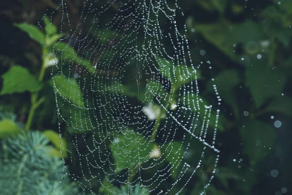 Spinnennetz Mit Wassertropfen Selektiver Fokus Mit Geringer Schärfentiefe — Stockfoto