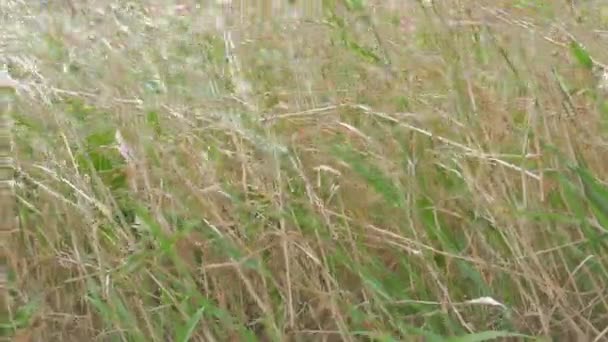 Stacheln Aus Gras Schwanken Starken Wind — Stockvideo