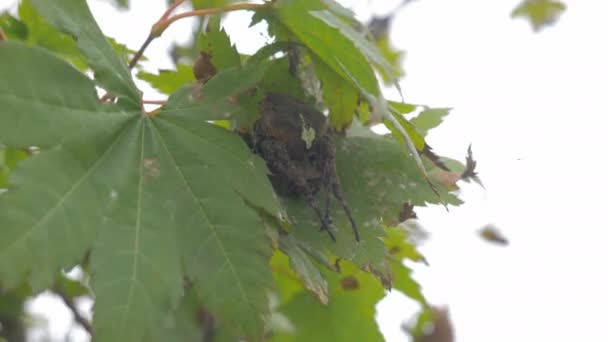 十字蜘蛛 大腹蛛丝 Diadematus 在强风中坐在叶子上 — 图库视频影像