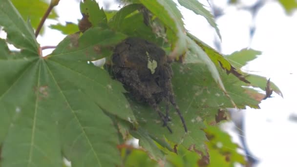 Kreuzspinne Araneus Diadematus Sitzt Bei Starkem Wind Auf Blatt — Stockvideo