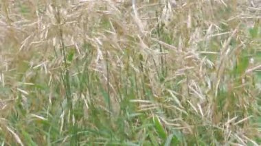 Spikelets güçlü rüzgarda sallanan çimen. 