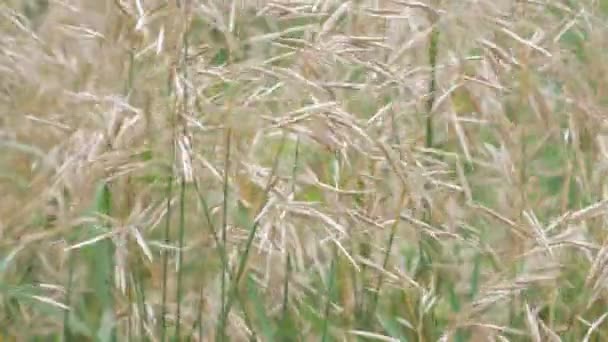 Spikelets Grass Swaying Strong Wind — Stock Video
