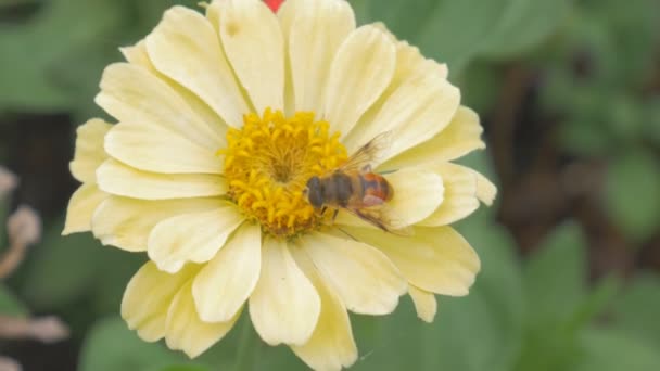 Ευρωπαϊκή Hoverfly Τρέφονται Λουλούδι Επιλεκτική Εστίαση — Αρχείο Βίντεο