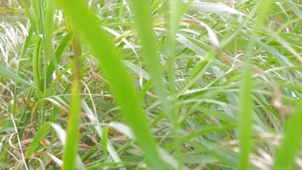 Kameran Flyger Genom Gräset — Stockvideo