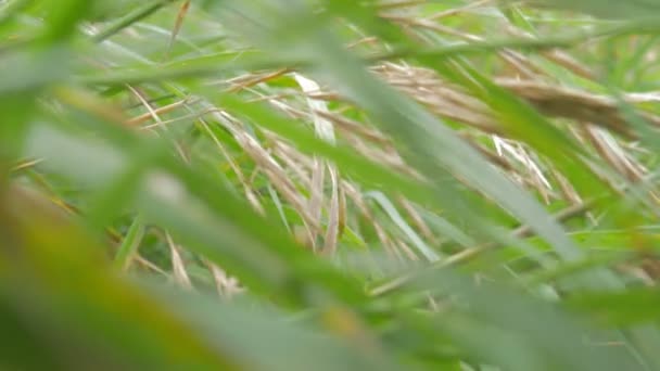 Camera Flying Grass — Stock Video