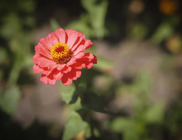 Flor Zinnia Jardín Enfoque Selectivo Con Profundidad Campo Poco Profunda — Foto de Stock