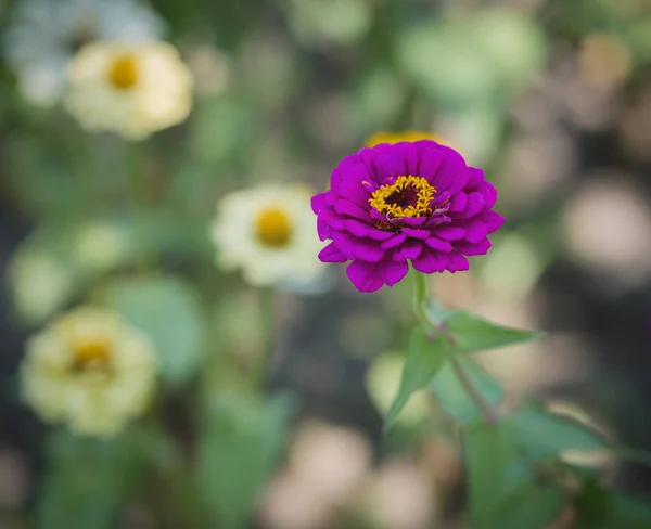 Kwiat Cynia Ogrodzie Selektywny Fokus Płytkiej Głębi Ostrości — Zdjęcie stockowe