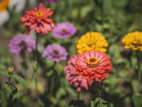 Blomma Zinnia Trädgården Selektivt Fokus Med Kort Skärpedjup — Stockfoto