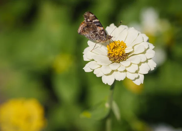 Πεταλούδα Μονάρχης Τρέφονται Zinnia Λουλούδι Επιλεκτική Εστίαση Και Ρηχό Βάθος — Φωτογραφία Αρχείου