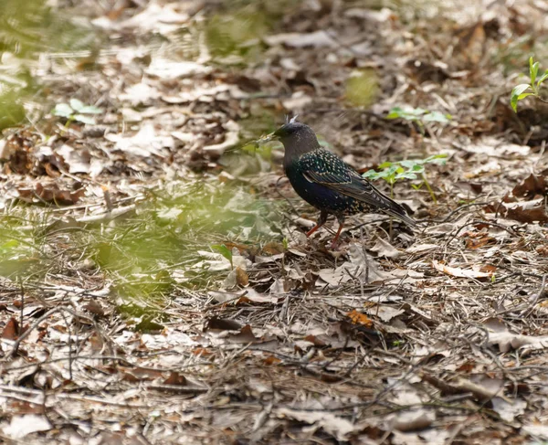 Ευρωπαϊκό Ψαρόνι Sturnus Vulgaris Στο Δάσος Αναζητώντας Υλικό Για Φωλιά — Φωτογραφία Αρχείου