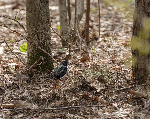 Starling Europeo Sturnus Vulgaris Nella Foresta Alla Ricerca Materiale Nido — Foto Stock