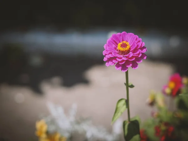 Blomma Zinnia Trädgården Selektivt Fokus Med Kort Skärpedjup — Stockfoto