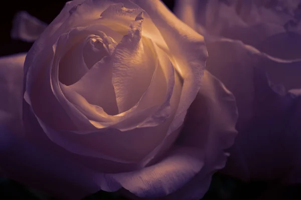 Verschoten Rose Met Waterdruppels Kleur Afgezwakt Macro Geschoten Met Ondiepe — Stockfoto