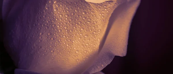Zvadlá Růže Kapkami Vody Barva Tónovaný Makro Snímek Malou Hloubkou — Stock fotografie