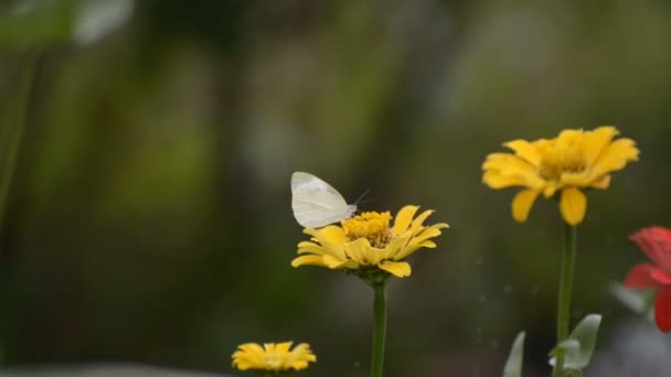 Pieris Brassicae Mariposa Col Alimentándose Flores — Vídeo de stock