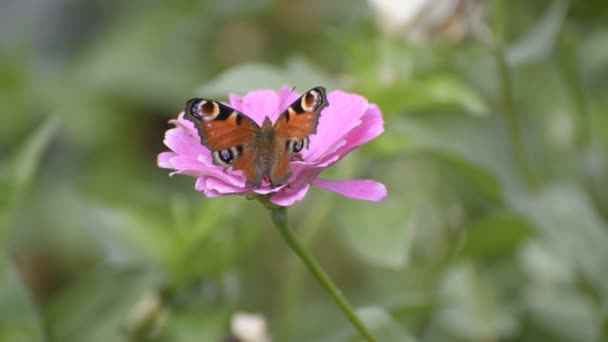 Papillon Paon Européen Inachis Concentration Sélective Faible Profondeur Champ — Video