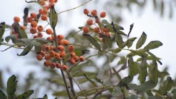 Montón Bayas Serbal Viento — Vídeos de Stock