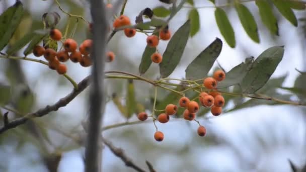 Bunch Rowan Berries Wind — Stock Video