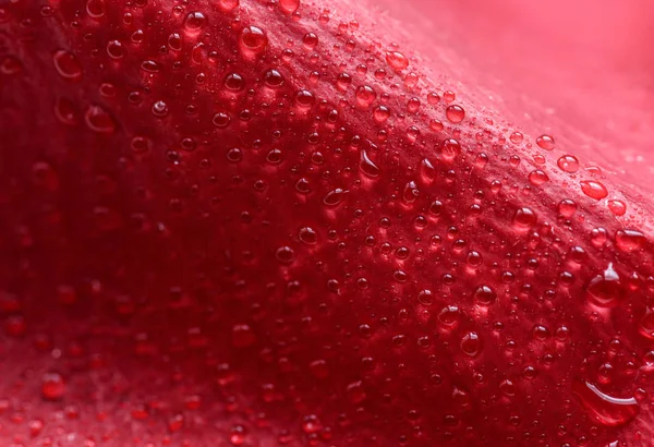 红玫瑰花瓣上的水滴 具有浅景深的宏 — 图库照片