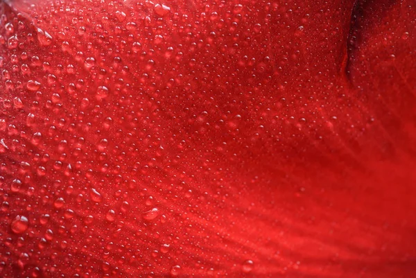 Kırmızı Gül Yaprağı Üzerinde Damlası Makro Ile Sığ Derinlik Tarla — Stok fotoğraf