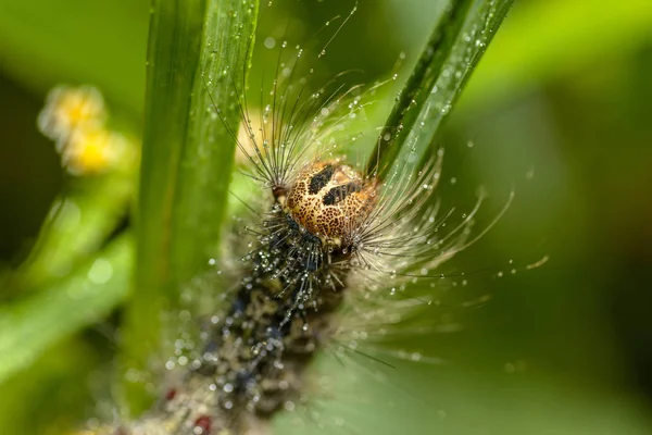 毛毛虫的吉普赛蛾与水滴 具有选择性聚焦和浅景深的宏 — 图库照片