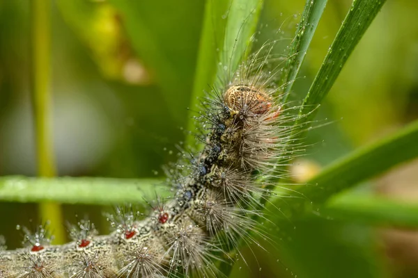 Oruga Polilla Gitana Con Gotas Agua Macro Con Enfoque Selectivo — Foto de Stock