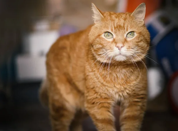 Прекрасная Красная Кошка Смотрит Камеру Мягкий Фокус Глазах — стоковое фото
