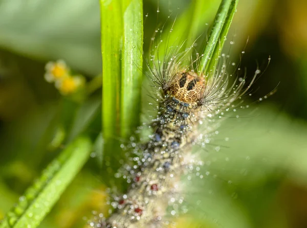 Bruco Della Falena Zingara Con Gocce Acqua Macro Con Messa — Foto Stock