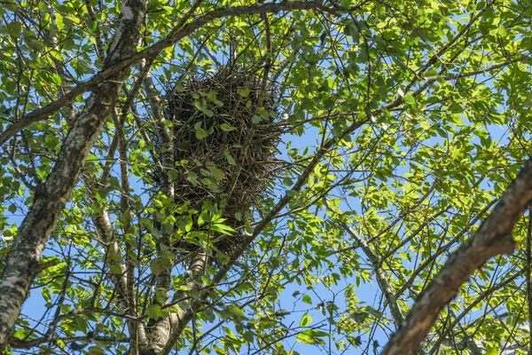 Nid Oiseaux Dans Les Branches — Photo