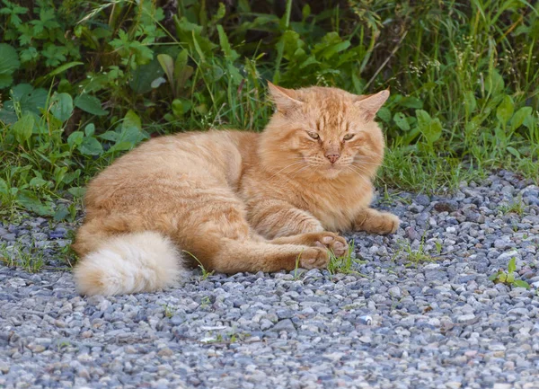 流浪猫在街上休息 选择性聚焦 — 图库照片