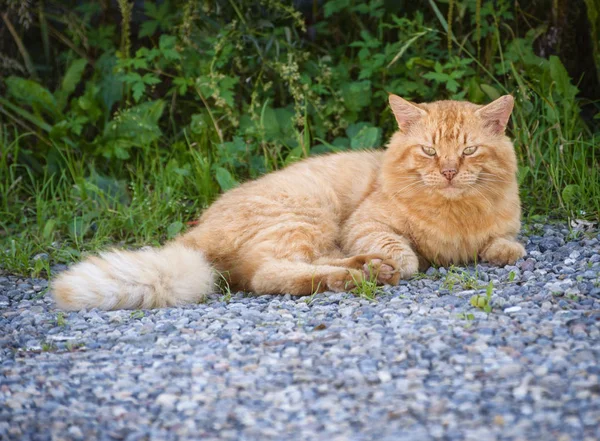 Streunende Katze Die Auf Der Straße Ruht Selektiver Fokus — Stockfoto