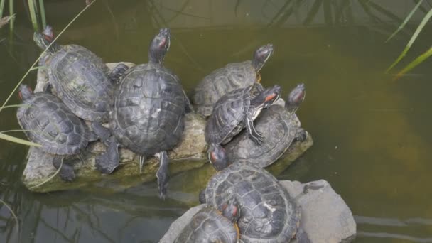 海龟在池塘 Trachemys 龟或池塘滑块的红色耳滑块 Hield — 图库视频影像
