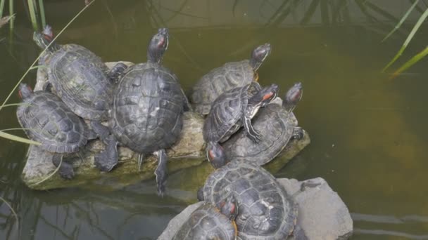 Trachemys Scripta や池のミシシッピアカミミガメのアカミミガメ Hield — ストック動画