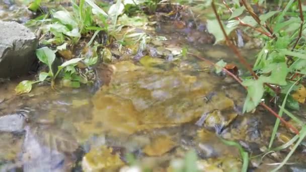 Agua Que Fluye Por Pequeño Arroyo Captura Pantalla Mano — Vídeos de Stock