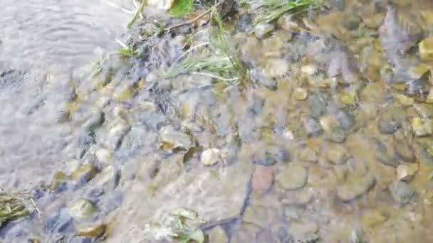 Eau Coule Dans Petit Ruisseau Images Cachées Main — Video