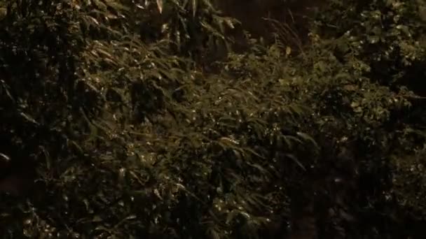 Tree Swaying Strong Wind Rain Night — Stock Video