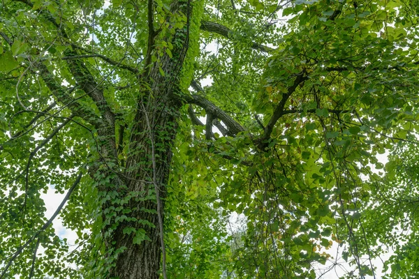 Dans Forêt Été Contexte Naturel — Photo