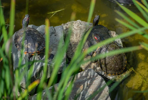 거북이 Trachemys Scripta 연못에 슬라이더 슬라이더 — 스톡 사진