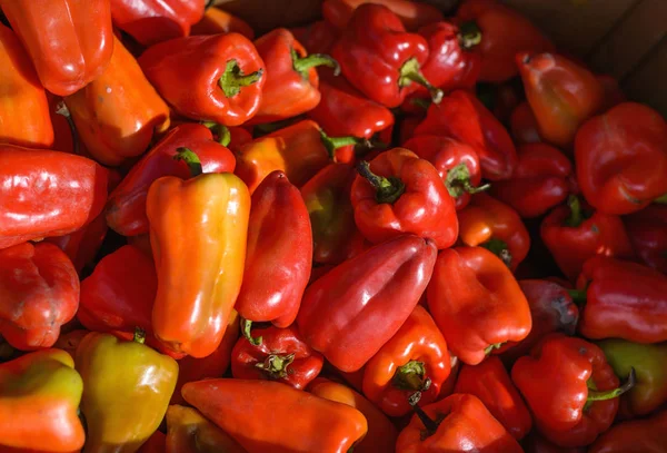 Paprika Sur Marché Concentration Sélective — Photo