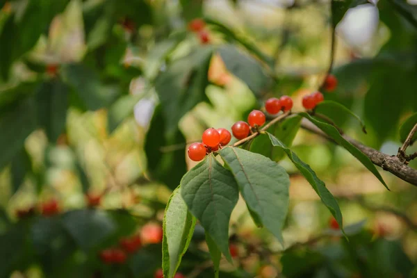 Red Currant Branch Selective Focus — Stock Photo, Image