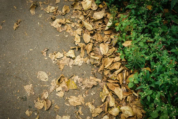 Zwiędły Jesiennych Liści Trawie Selektywny Fokus — Zdjęcie stockowe