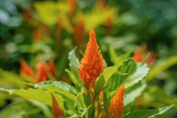 Gepluimde Cockscomb Bloemen Celosia Argentea Selectieve Aandacht Met Ondiepe Scherptediepte — Stockfoto