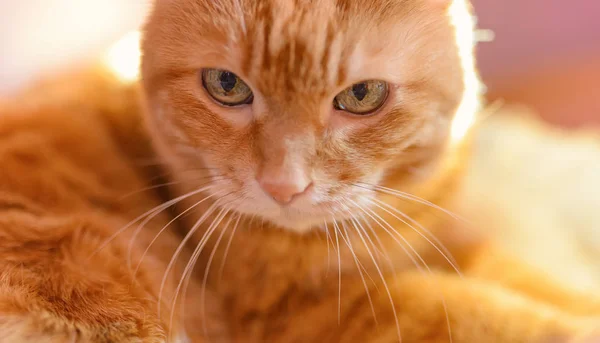 Lindo Gato Vermelho Foco Suave Nos Olhos — Fotografia de Stock
