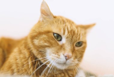 Çok güzel kırmızı kedi. Yumuşak odak.