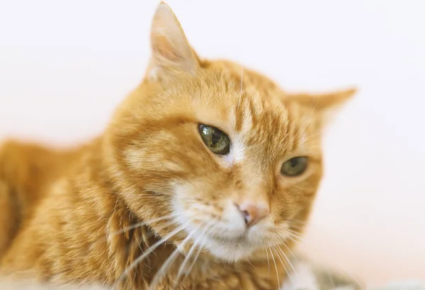 Precioso Gato Rojo Enfoque Suave —  Fotos de Stock