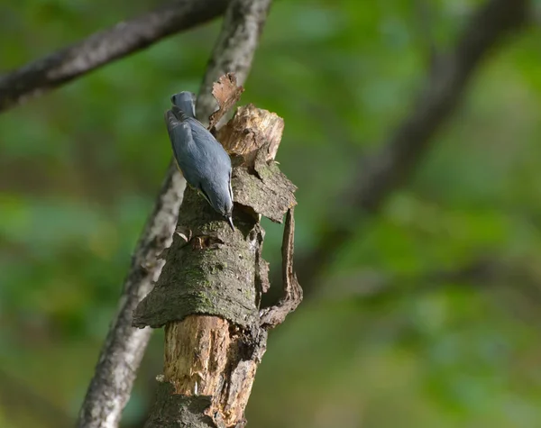 Nuthatch Sull Albero Nella Foresta Focus Selettivo Con Bassa Profondità — Foto Stock