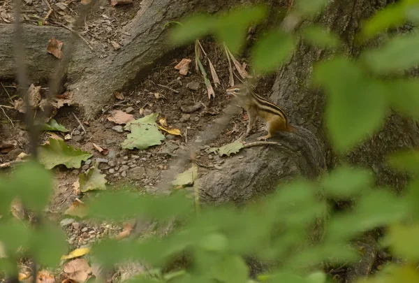 花栗鼠在树林里 具有浅景深的选择性聚焦 — 图库照片